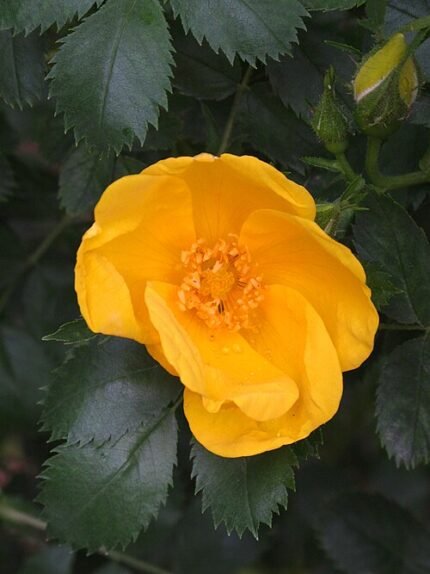 Gele Rosa foetida bloemen met groen blad in zonnig Madrid.