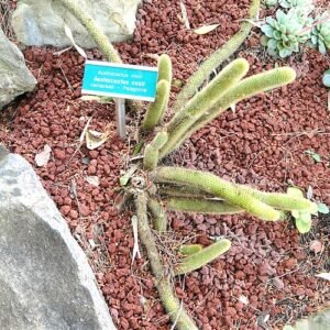 Austrocactus coxii cactus met levendige groene cilindrische stelen en kleine roze bloemen.