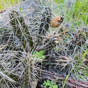 Austrocactus spiniflorus plant met lange stekelige groene stelen en levendige roze bloemen.