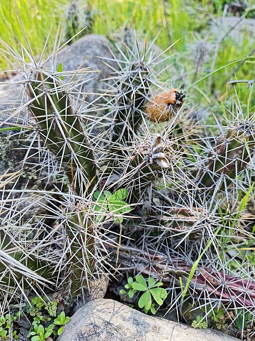 Austrocactus spiniflorus plant met lange stekelige groene stelen en levendige roze bloemen.