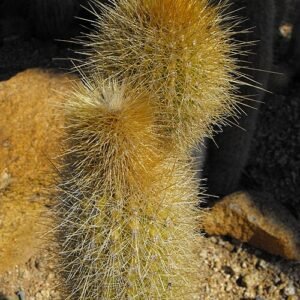 Micranthocereus estevesii cactus met lange, slanke stelen en kleine witte doornen.