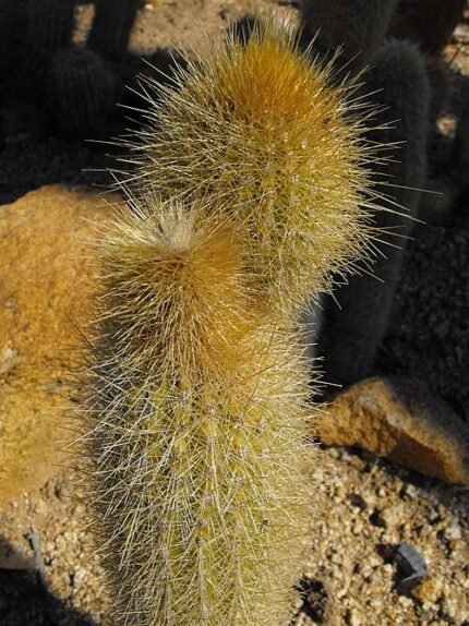 Micranthocereus estevesii cactus met lange, slanke stelen en kleine witte doornen.