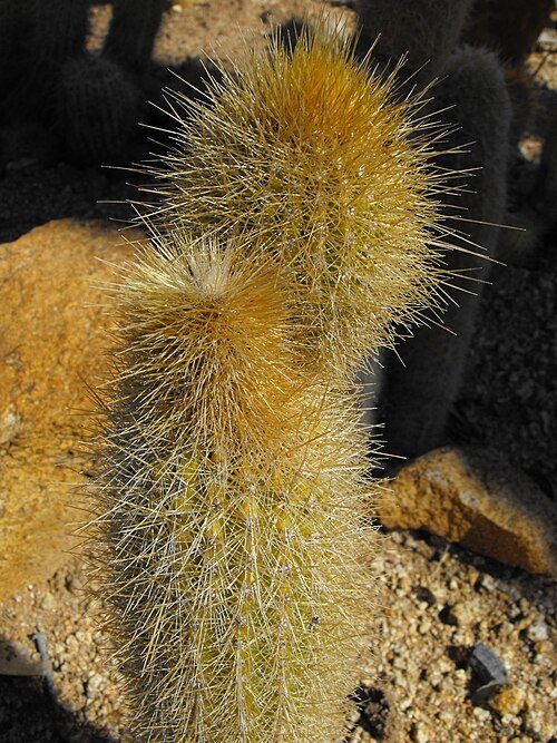 Micranthocereus estevesii cactus met lange, slanke stelen en kleine witte doornen.