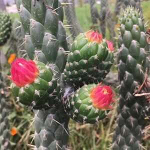 Kleine groene Austrocylindropuntia cylindrica cactus in pot.