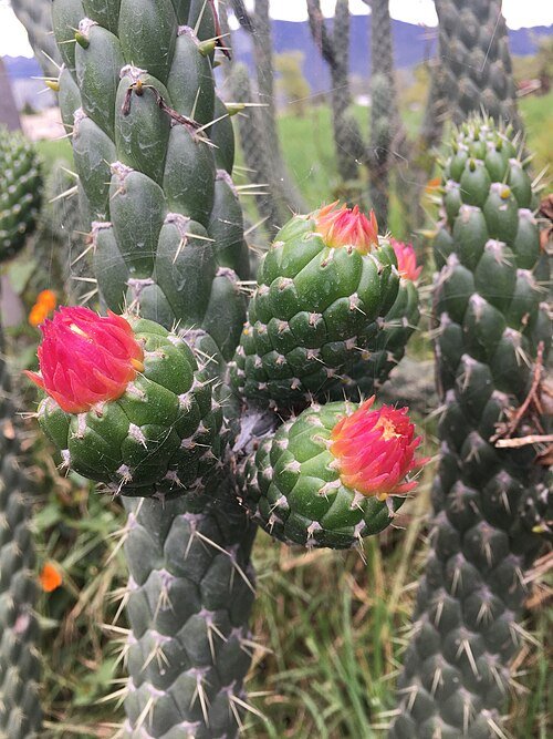 Kleine groene Austrocylindropuntia cylindrica cactus in pot.