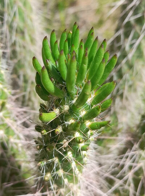 Austrocylindropuntia shaferi cactus met cilindrische stelen en gele bloemen in bloei.