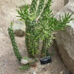 Austrocylindropuntia subulata cactus met lange, slanke groene stelen en kleine stekels in natuurlijke omgeving.