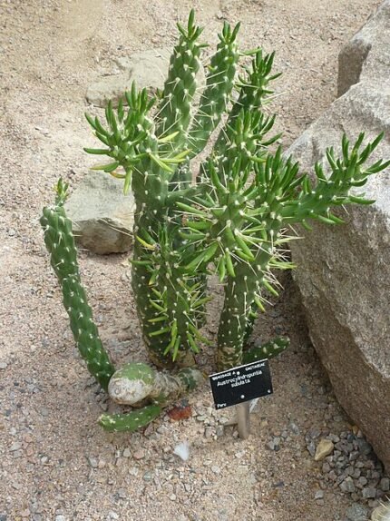 Austrocylindropuntia subulata cactus met lange, slanke groene stelen en kleine stekels in natuurlijke omgeving.