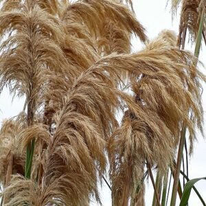 Austroderia turbaria met langwerpige bladeren in schaduwrijke omgeving.