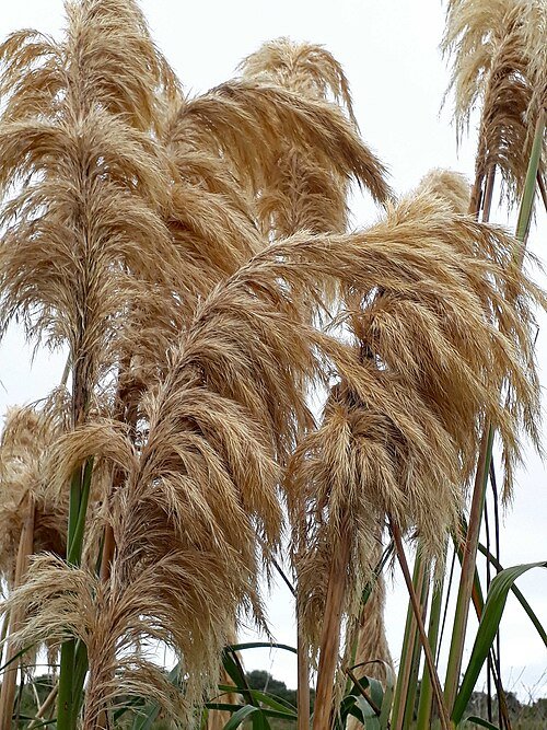 Austroderia turbaria met langwerpige bladeren in schaduwrijke omgeving.