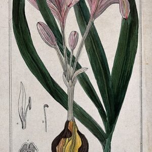 Bloeiende Colchicum autumnale plant met bladeren in zonlicht.