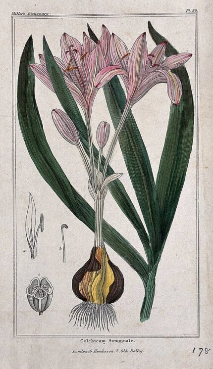 Bloeiende Colchicum autumnale plant met bladeren in zonlicht.