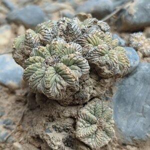 Zeldzame Aztekium ritteri cactusplant met groene stekels en ronde vorm.