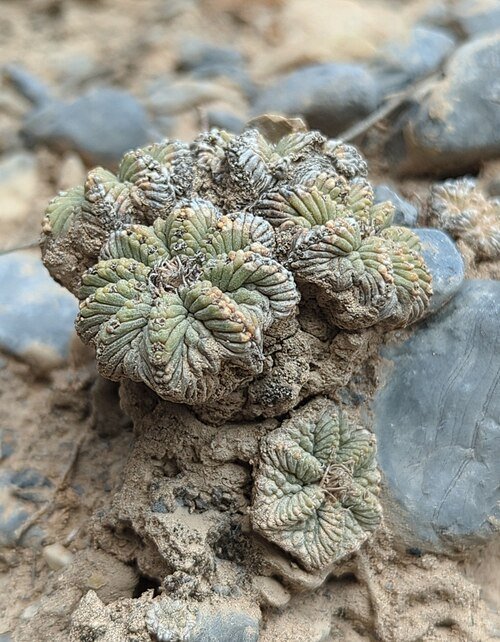 Zeldzame Aztekium ritteri cactusplant met groene stekels en ronde vorm.