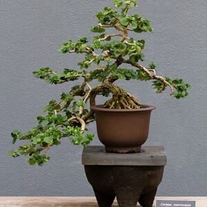 Close-up van Carissa plant met horizontale groeiwijze en rode bessen.