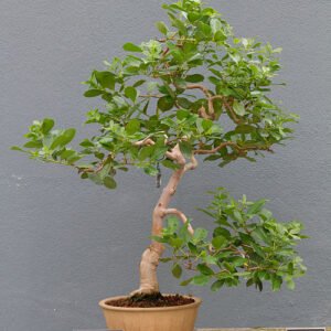 Aardbeiguave boom met langwerpige bladeren in informele rechtopstaande positie.