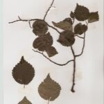 Een Ulmus 'Tiliaefolia' boom met groene bladeren en slanke stam in zonlicht.