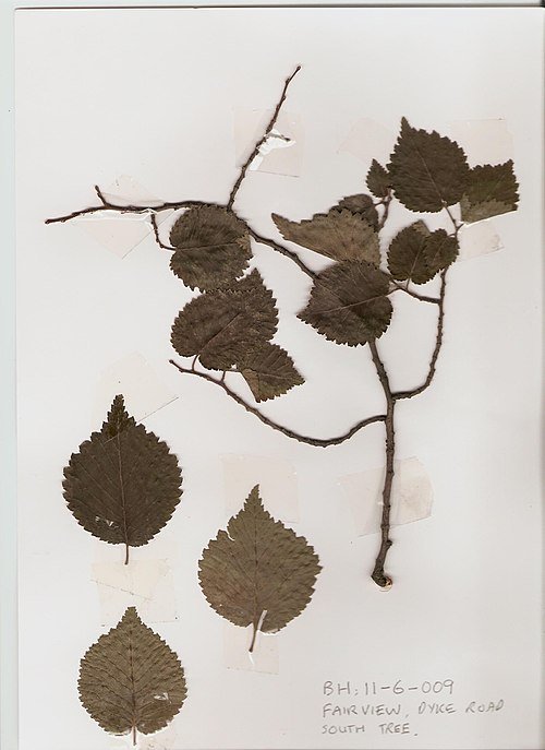 Een Ulmus 'Tiliaefolia' boom met groene bladeren en slanke stam in zonlicht.