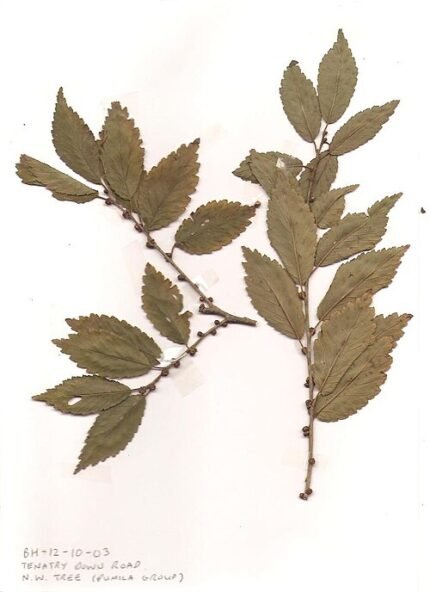 Elegante Ulmus pumila ‘Dropmore’ boom met groene bladeren en stevige stam.