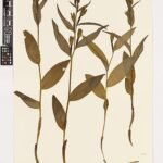 Zeldzame Cephalanthera damasonium orchidee met witte bloem en groene bladeren.