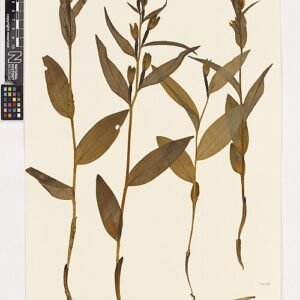 Zeldzame Cephalanthera damasonium orchidee met witte bloem en groene bladeren.