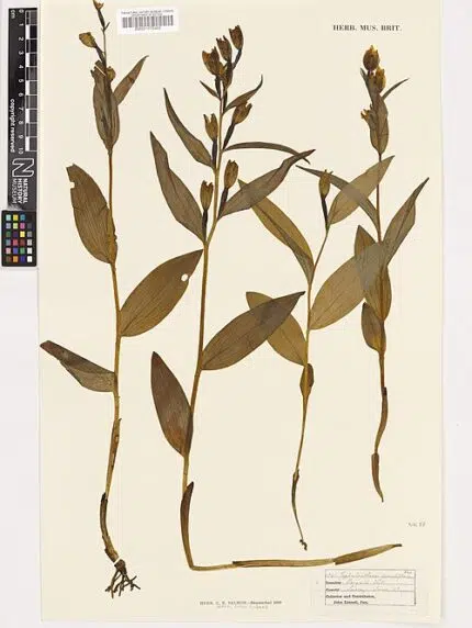 Zeldzame Cephalanthera damasonium orchidee met witte bloem en groene bladeren.