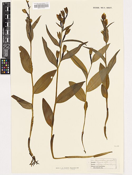 Zeldzame Cephalanthera damasonium orchidee met witte bloem en groene bladeren.