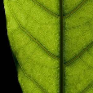 Close-up van bladtextuur van Indische rubberboom op kleigrond.