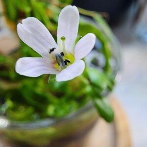 Bacopa Monnieri bloem in close-up, paars en wit.