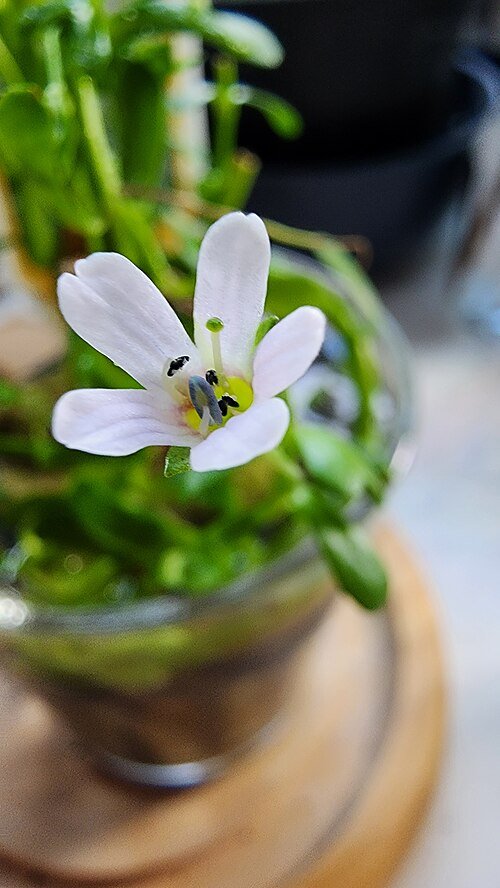Bacopa Monnieri bloem in close-up, paars en wit.
