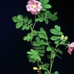 Rosa blanda bloem in Badlands National Park - zachtroze en groen.