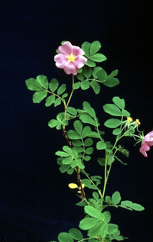 Rosa blanda bloem in Badlands National Park - zachtroze en groen.