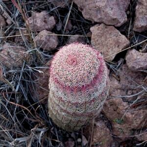 Bloeiende Vauquelinia californica struik met groene bladeren en witte bloemen.