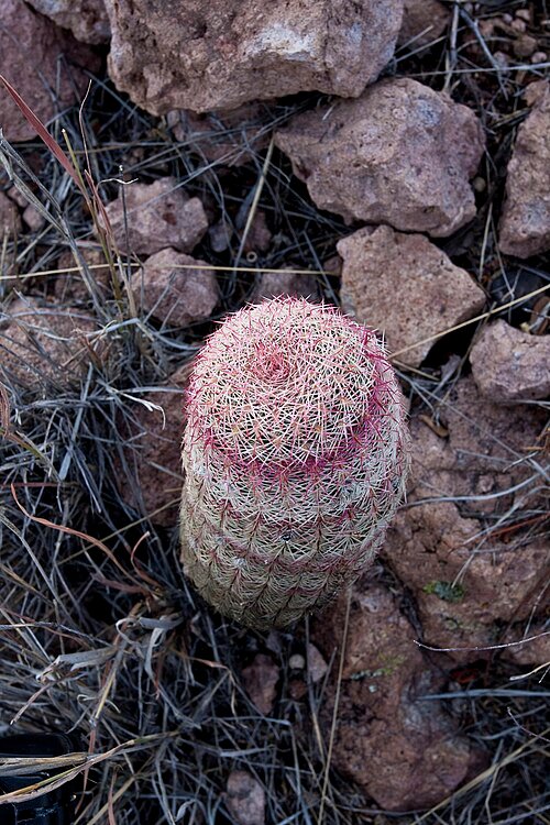 Bloeiende Vauquelinia californica struik met groene bladeren en witte bloemen.