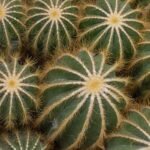 Gele stekels en bloem van Parodia magnifica cactus in pot.