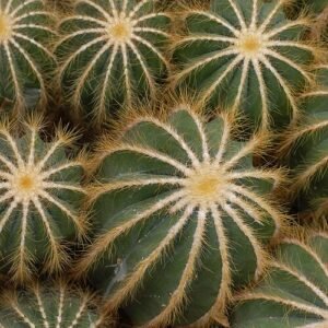 Gele stekels en bloem van Parodia magnifica cactus in pot.