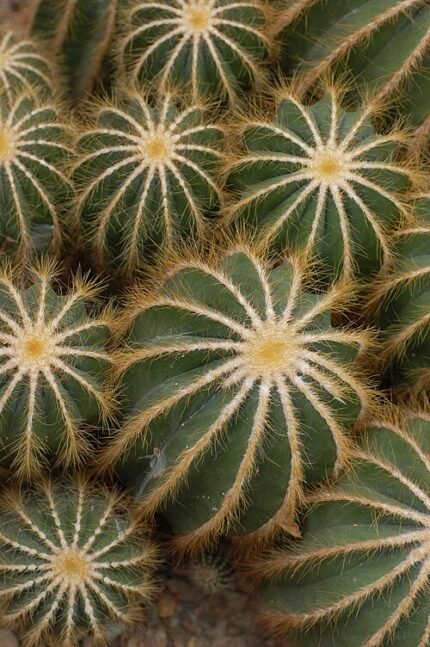 Gele stekels en bloem van Parodia magnifica cactus in pot.