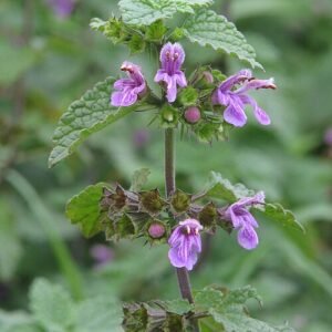 Echte ballote plant met groene bladeren en kleine witte bloemen.