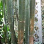 Bambusa textilis plant met groene stengels en bladeren.