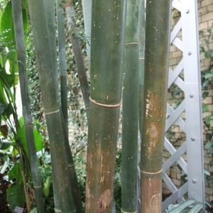 Bambusa textilis plant met groene stengels en bladeren.