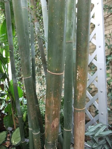 Bambusa textilis plant met groene stengels en bladeren.