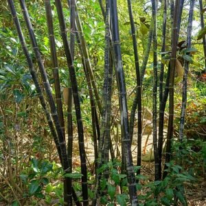 Bambusa lako plant in Mounts Botanical Garden, Palm Beach County, Florida.