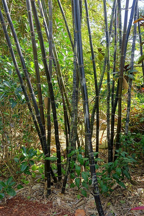 Bambusa lako plant in Mounts Botanical Garden, Palm Beach County, Florida.