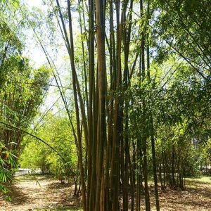 Bambusa oldhamii plant met groen blad en stelen.