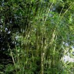 Bambusa vulgaris plant in Dominica, groen blad en lange stengels.
