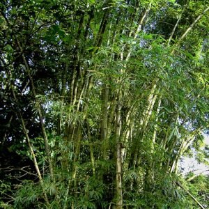 Bambusa vulgaris plant in Dominica, groen blad en lange stengels.