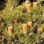 Gele Banksia 'Birthday Candles' bloemen in een pot.