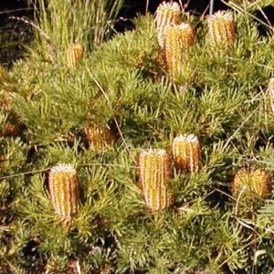 Gele Banksia 'Birthday Candles' bloemen in een pot.