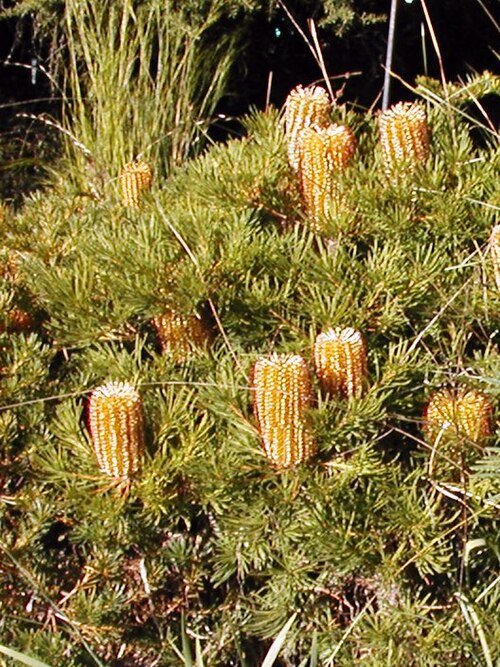 Gele Banksia 'Birthday Candles' bloemen in een pot.