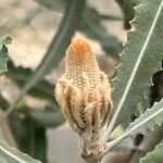 Rijpe Banksia menziesii kegels op een tak.